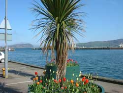 Palm trees in Campbletown Harbour