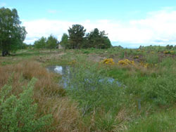 Part of the Battlefield at Culloden